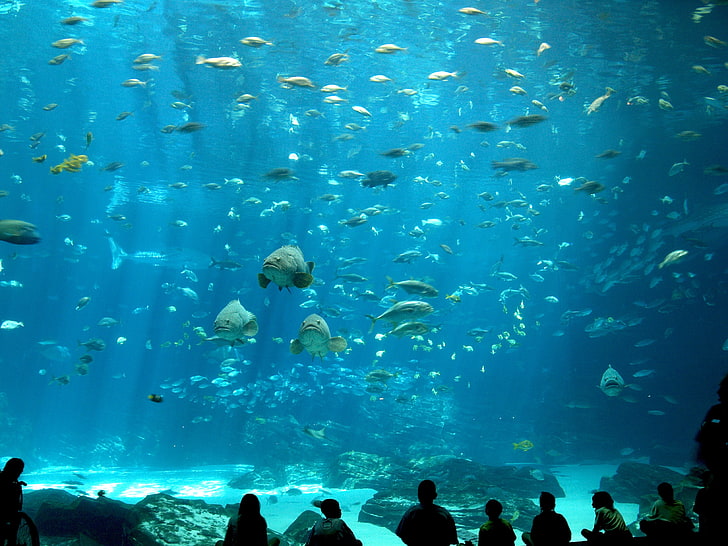 school of grey fish, sea, aquarium, water, underwater, swimming