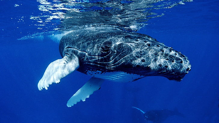 whale, humpback whale, animals