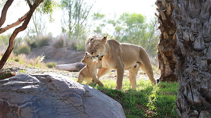 Lions family, mother, lioness and cub, baby, kitten, couple, care