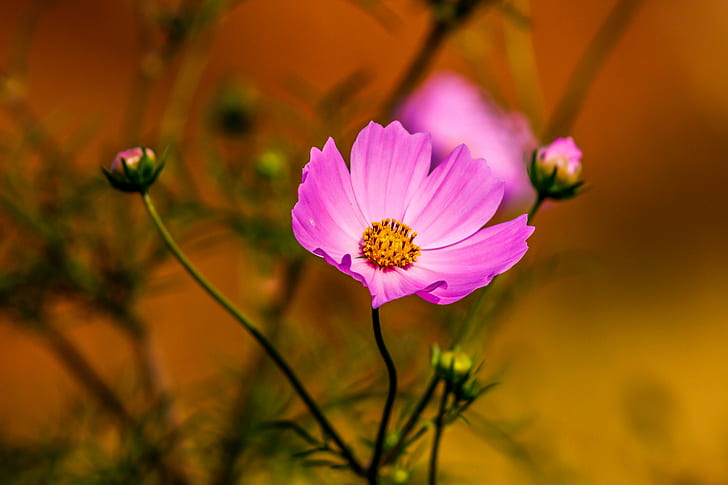 pink flower, Bokeh, red, nature, green, focus, garden, close, HD wallpaper