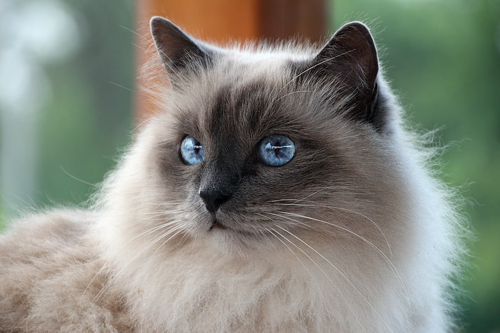 medium-fur white and brown cat, mustache, look, breed, Sacred Birman, HD wallpaper