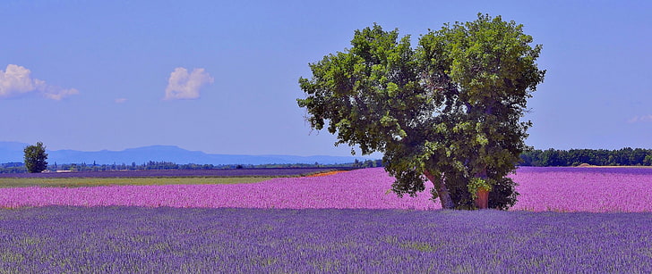 green-leafed treee, field, flowers, mountains, France, lavender, HD wallpaper