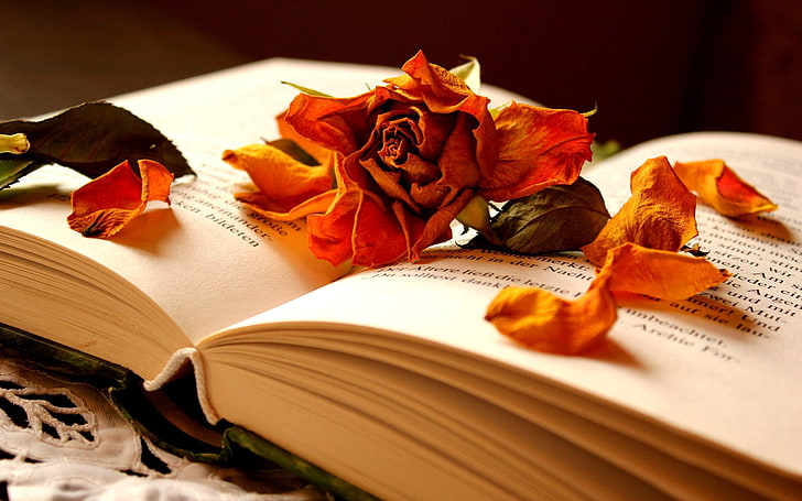 wilted red rose, book, flower, dry, petals, page, literature