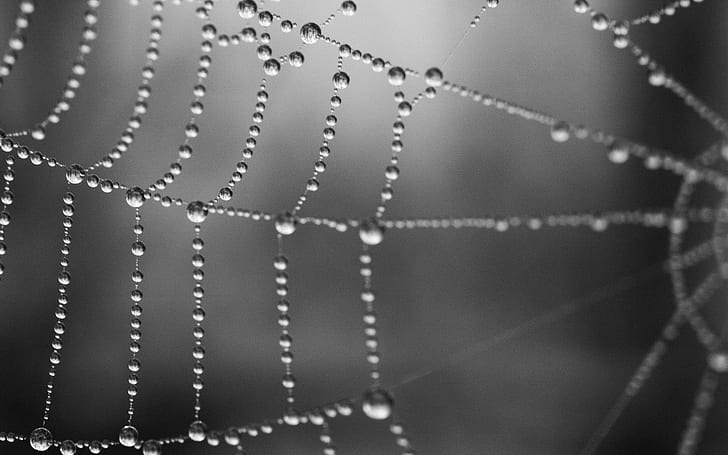 spiderwebs, water drops, monochrome