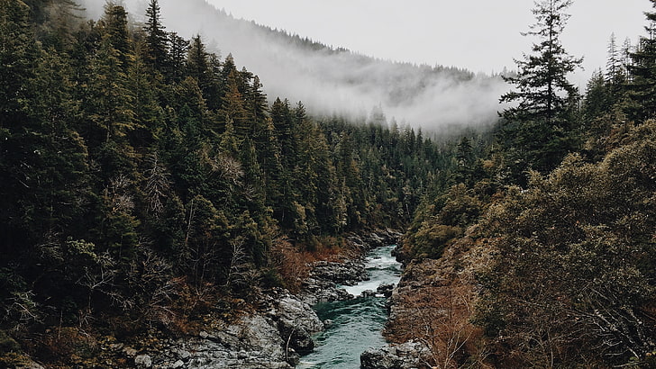 forest, mist, nature, trees, water, river, stream, plant, beauty in nature