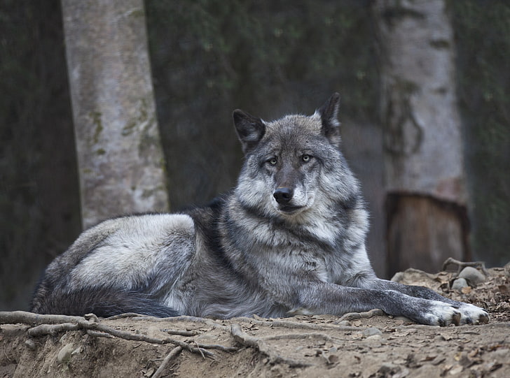 Alaskan Wolf, gray wolf, Animals, Wild, canon, Lens, unitedstates, HD wallpaper