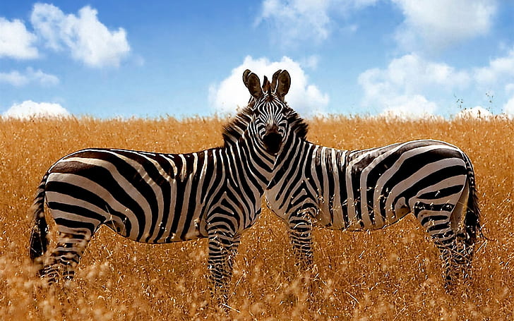 Savanna Zebras, two zebras, animals, HD wallpaper