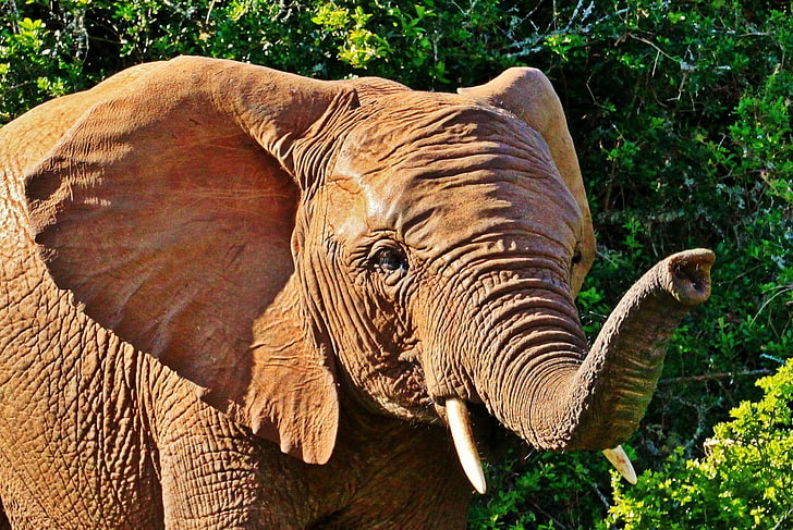 addo national park, africa, african bush elephant, animal, animal portrait, HD wallpaper