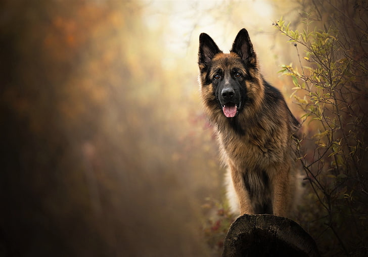 German Shepherd, Dog 1080P, 2K, 4K, 5K HD wallpapers free download |  Wallpaper Flare