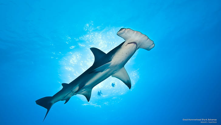 Great Hammerhead Shark, Bahamas, Ocean Life, HD wallpaper
