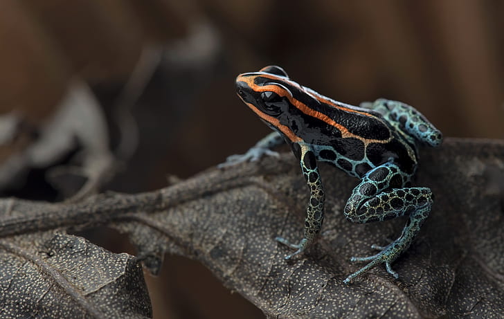 Frogs, Poison dart frog, Amphibian, Close-Up