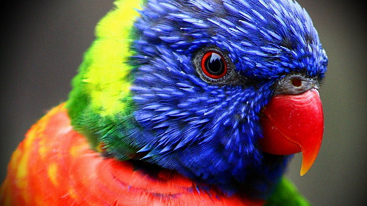 blue and green tie dye shirt, closeup, colorful, parrot, animal themes, HD wallpaper