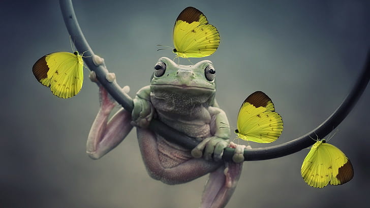 frog, butterfly, yellow, animals, nature, closeup, amphibian, HD wallpaper