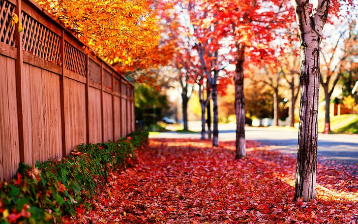 road, leaves, the sun, trees, landscape, flowers, nature, background, HD wallpaper