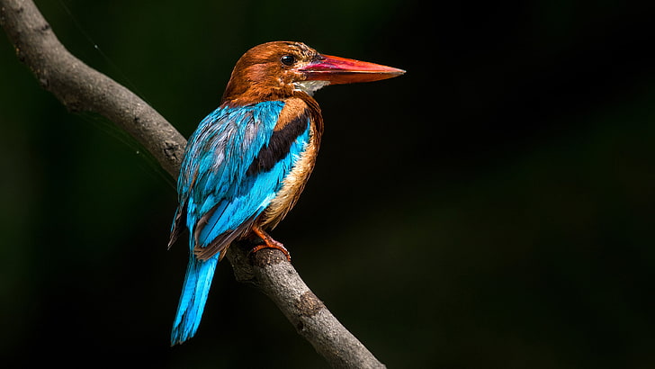 White Throated Kingfisher Scientific Name Halcyon Smyrnensis Widespread In Asia In Turkey Indian Subcontinent Of The Philippines