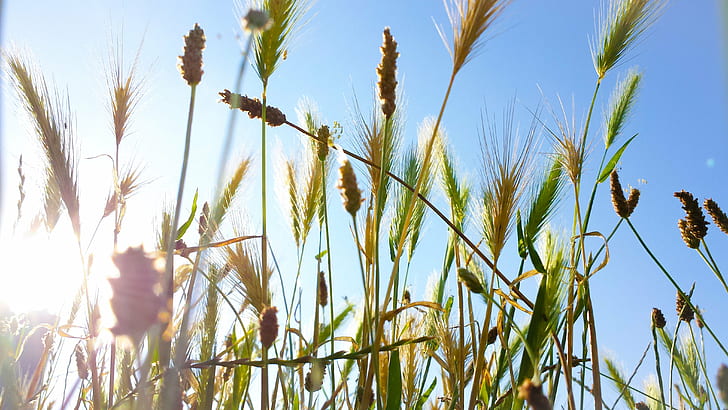 grass field under blue sky, Morgen, Sonnenschein, Weizen, Roggen