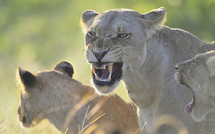 gray lioness, teeth, anger, aggression, predator, lion - Feline