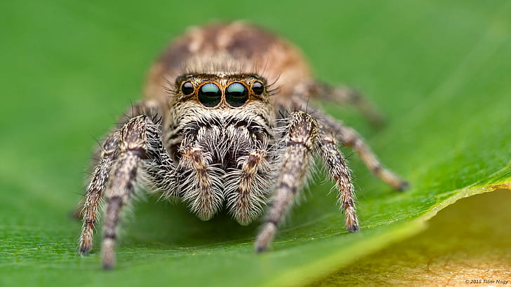 focus photography of grey of brown and white spider, jumping spider, jumping spider