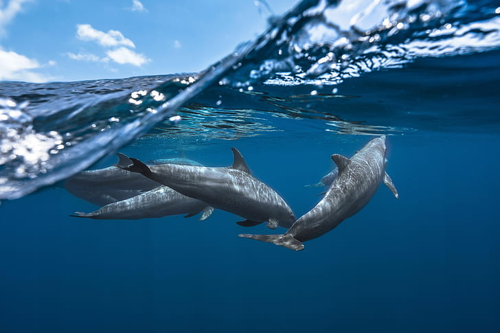 Underwater, 4K, Dolphins, HD wallpaper