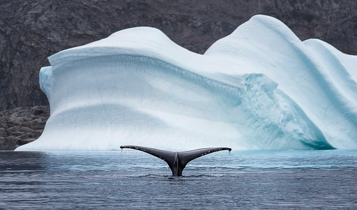 animals, whale, Arctic, sea, iceberg, nature, water, cyan, animal themes, HD wallpaper
