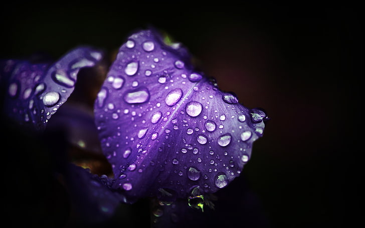 purple iris flower, flowers, purple flowers, water drops, macro