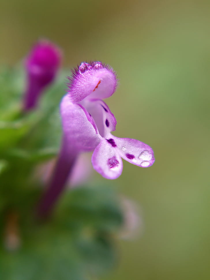 tilt-shift view of purple Beardtongue flower, Henbit, Lamium amplexicaule