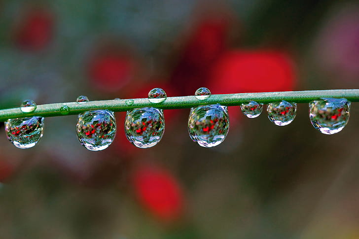 selective focus photography of water dew, macro, refraction, nature