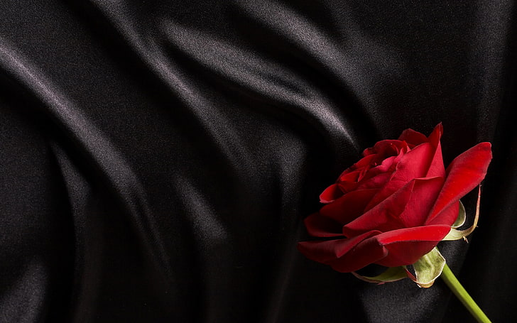 red rose, black, silk, satin, flower, rose - Flower, romance, HD wallpaper
