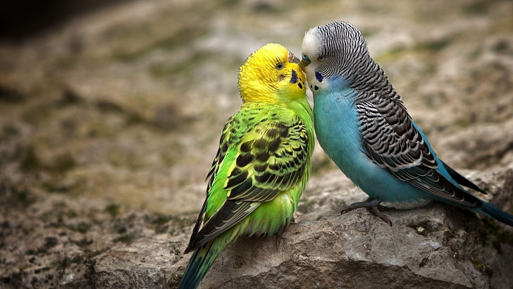 birds, lovebirds, HD wallpaper