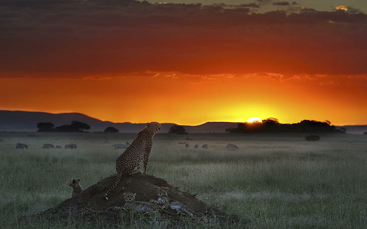 Cheetahs At Sunset, field, cubs, buffaloes, animals, HD wallpaper