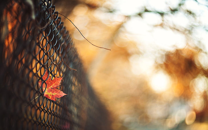 gray cyclone wire, fence, fall, leaves, boundary, no people, protection, HD wallpaper