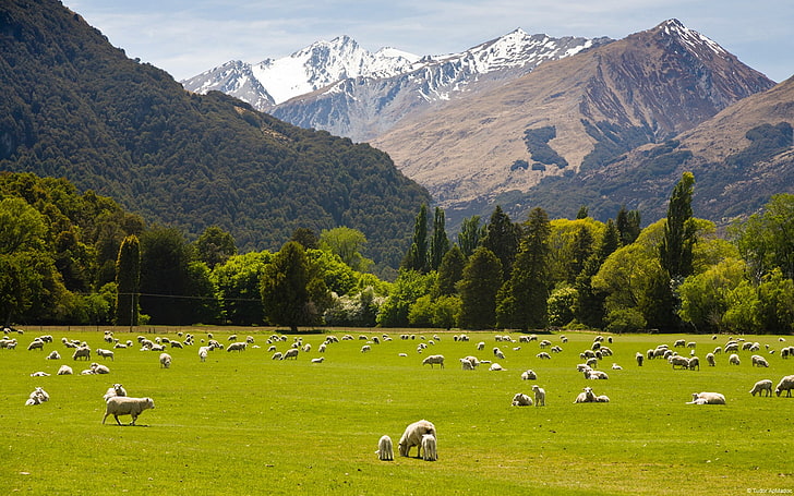 New zealand countryside-Country Nature Scenery Wal.., mountain