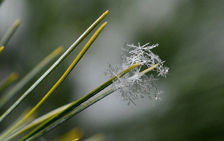 close up photography of leaf plant with snow flakes, bunch, snowflakes, HD wallpaper