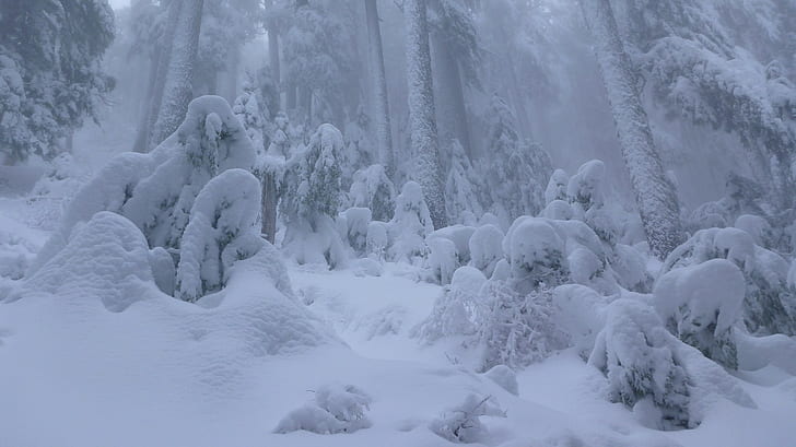 forest, winter, snow, HD wallpaper