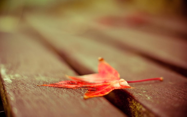 maple leaf, nature, macro, leaves, wood - Material, red, close-up, HD wallpaper