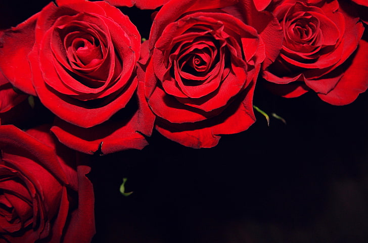 HD wallpaper: red rose arrangement, roses, flowers, buds, black background  | Wallpaper Flare