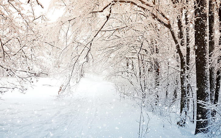 Winter nature, trees, white snow, snow field