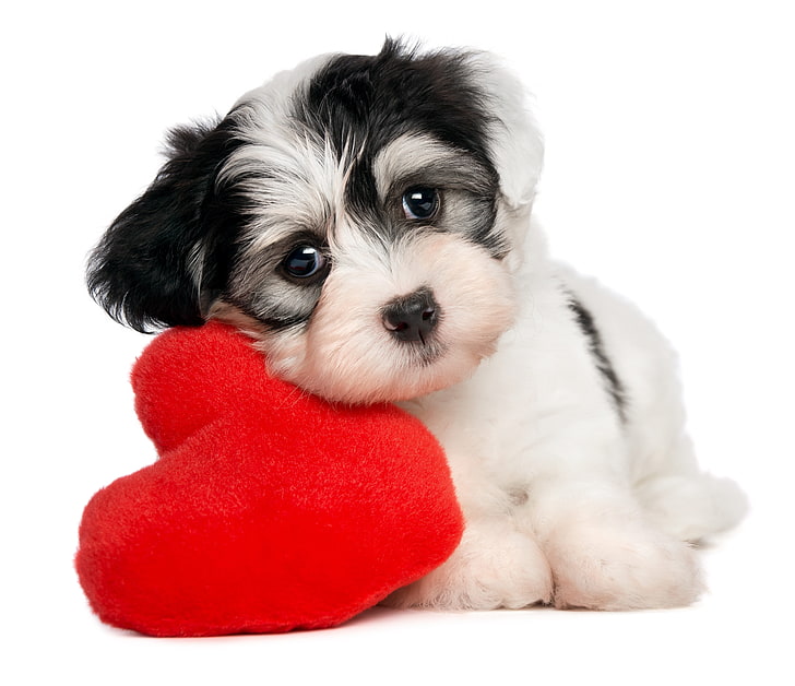 white and black shih tzu puppy, dog, heart, pets, animal, canine, HD wallpaper