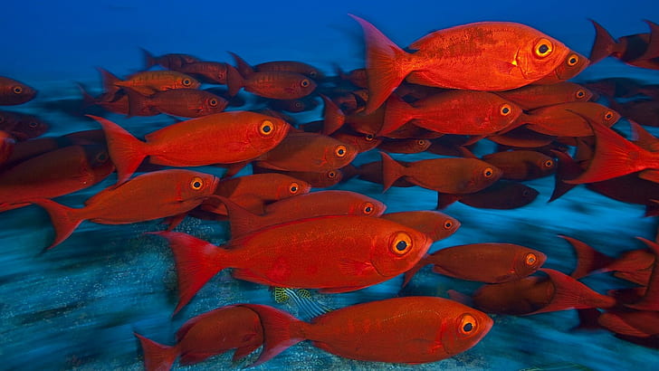 Animals Fishes Tropical Red Color Eyes Underwater Sea Ocean Water HD Widescreen