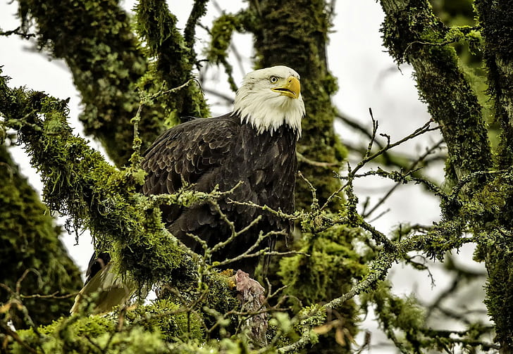 Bald eagle, hawk, branches, tree, bird, HD wallpaper