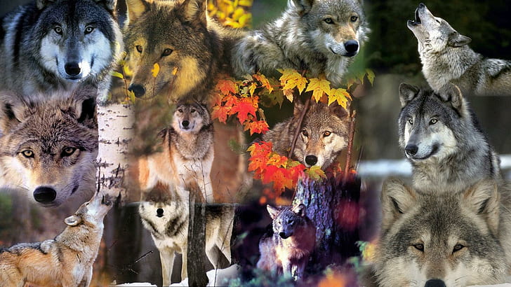 Wolves Of The Wild, firefox persona, haunting, forest, collage, HD wallpaper