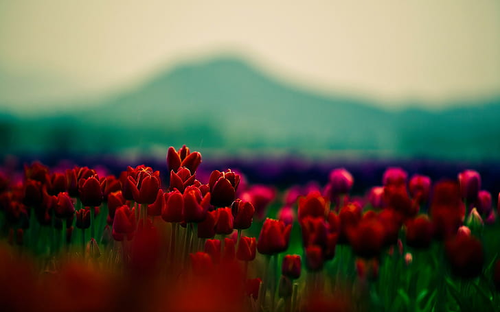 nature, flowers, tulips, HD wallpaper