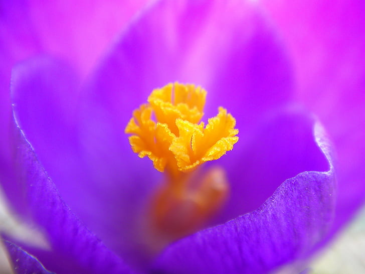 macro photography of purple and yellow petaled flower, Spring, HD wallpaper