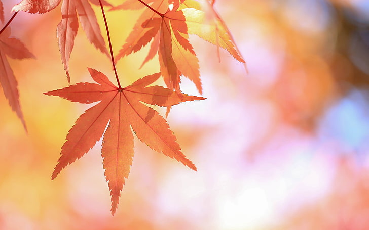 brown maple leaf, leaves, fall, plants, autumn, nature, tree, HD wallpaper