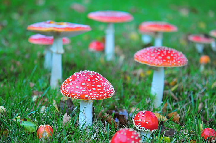 closeup photography of red mushroom, amanita muscaria, fairytale