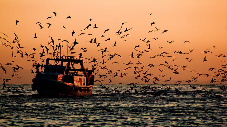flock of birds near boat sailing, Return, Barco, pesquero, pesca, HD wallpaper