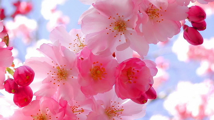 pink cherry blossoms, flowers, plants, pink color, flowering plant, HD wallpaper