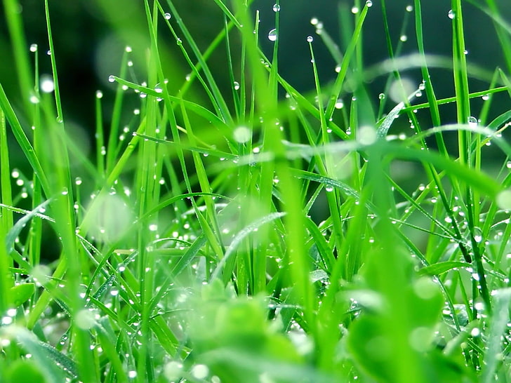 green grasses, greens, leaves, drops, Plant, nature, green Color