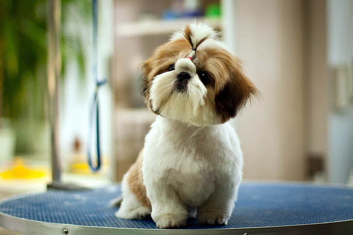 tricolor shih tzu puppy, dog, look, background, pets, animal, HD wallpaper