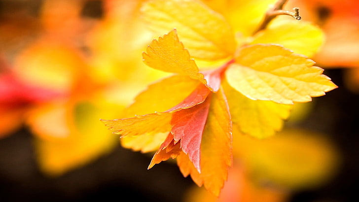 selective focus photography of yellow leaf, plants, macro, nature, HD wallpaper